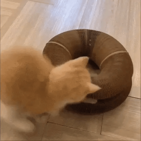 Kat speelt met krabdonut